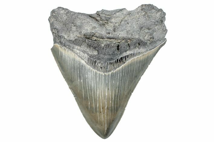 Serrated, Fossil Megalodon Tooth - South Carolina #288208